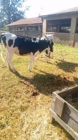 The video shows a group of black and white cows in a grassy area. They are standing around a wooden trough filled with hay, which they are eating. The environment appears to be a farm, with a building visible in the background.  The camera moves around, showing the cows from different angles.  Later, the camera pans to a single black and white calf standing in a grassy enclosure. The overall impression is that of a peaceful rural scene.