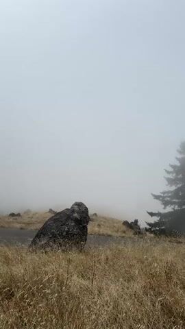 The video shows a rocky, grassy landscape partially obscured by thick fog. A large, dark rock sits prominently in the foreground, to the left of the frame. Behind it, a lone evergreen tree stands silhouetted against the misty sky, its branches appearing dense and full. The ground is covered in dry, golden-brown grass, suggesting a possibly arid or late-season environment. In the background, rolling hills can be faintly discerned through the fog, with other smaller rocks scattered on their slopes. A dark line, possibly a road or path, runs horizontally across the middle ground.

The overall atmosphere is serene and slightly mysterious due to the heavy fog, which softens the details of the landscape and creates a sense of isolation. The time of day is unclear due to the overcast and foggy conditions, but the light suggests it is daytime. The location is identified as Stinson Beach, United States. There is no visible text in the video. The scene evokes a feeling of quiet contemplation, with the natural elements of rock, grass, and tree dominating the visual.