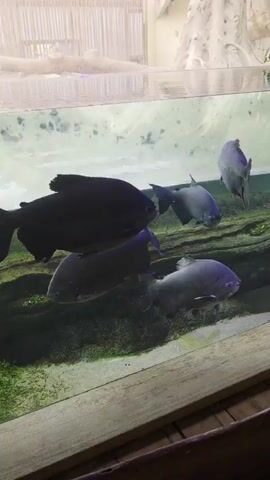 This is a video of a large aquarium with several fish swimming inside. The aquarium has a sandy bottom and some greenery. The fish are dark in color and appear to be a type of piranha. One fish in the foreground is very dark and takes up a significant portion of the frame. Other fish are visible in the background, swimming in various directions. The lighting in the aquarium is dim, and the water appears clear. The video is shot from a slightly angled perspective, looking into the aquarium.