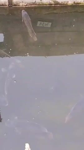 The video shows several large, dark-colored fish swimming in murky water. The fish are mostly submerged, but their bodies and fins are visible. In the background, there is a concrete wall and some vegetation reflected in the water. The water appears to be still, with only small ripples on the surface. The lighting suggests it is daytime, with sunlight filtering through the water. There are also some small bubbles visible in the water.