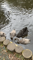 Black swans and cygnets at a Moscow pond, morning visit