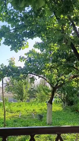 The video shows a view of a backyard from behind a dark railing. The backyard is filled with lush green foliage, including trees and bushes. Sunlight filters through the leaves, creating dappled patterns on the ground. In the distance, there are buildings, suggesting a residential area. The overall impression is one of a peaceful, sunlit outdoor scene.
