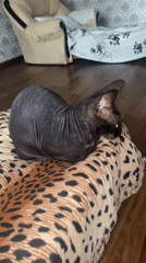 Sphynx cat rests on leopard blanket as owner speaks