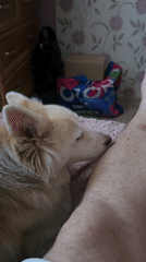Lazy Sunday morning with pets at home in Nakhodka