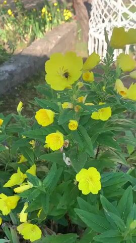 A close-up shot focuses on a vibrant yellow flower in bloom, its petals slightly ruffled. A small bee can be seen crawling inside the flower, its body dark against the bright yellow. The flower is surrounded by its green foliage, with several unopened buds also visible on the plant. In the background, other yellow flowers can be seen, suggesting a garden setting. A portion of a white, woven object, possibly a planter or decorative item, is visible in the upper right corner. The lighting suggests it is daytime, possibly late afternoon given the soft light.