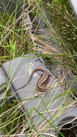 A brown lizard with dark markings is resting on a gray plastic object partially covered by dry grass and green vegetation. The lizard is curled with its head facing right.