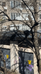 Two cats spotted resting in tree branches in Bulgaria
