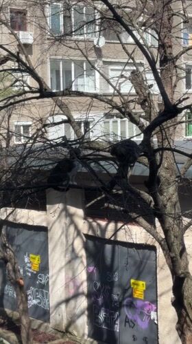 Two cats spotted resting in tree branches in Bulgaria