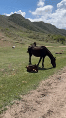 Horses graze peacefully in Kyrgyzstan mountain pastures at dawn