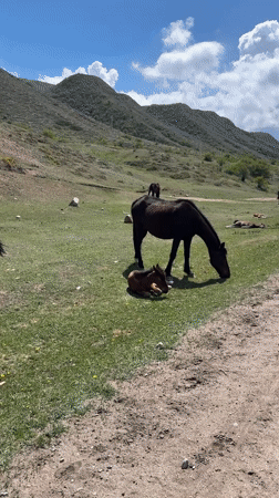 Horses graze peacefully in Kyrgyzstan mountain pastures at dawn