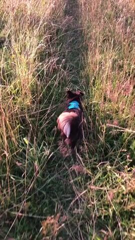 A dog with dark brown fur and a blue collar walks through a tall, dry field of grass on a sunny day. The dog is moving away from the camera down a narrow path. The field is surrounded by trees in the distance and the sky is clear and blue with a hint of clouds.