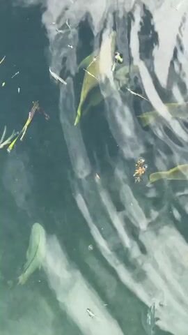 The video shows a top-down view of murky, green water with reflections of white clouds on the surface. Several small, silver fish are visible swimming near the surface. In the center and towards the bottom of the frame, larger, greenish-yellow fish with yellow fins are also swimming. Some debris, including green plant matter and small brown particles, is scattered in the water. The water appears to be somewhat disturbed, creating ripples and cloud-like patterns on the surface. The scene is entirely aquatic, with no land or human figures visible. The overall impression is of fish swimming in a natural body of water.
