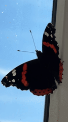 Red Admiral butterfly on a window, Haabneeme alevik