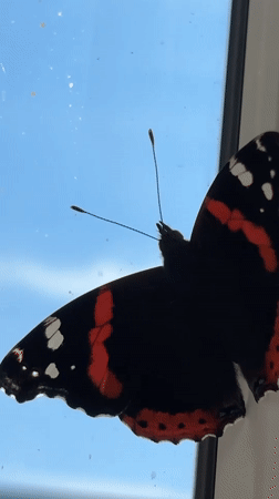 Red Admiral butterfly on a window, Haabneeme alevik