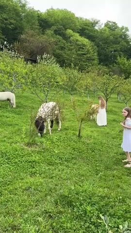 The video shows a man with a camera filming a scene in a grassy orchard. There are several ponies or small horses grazing. Two young girls in white dresses are standing nearby, watching the animals. The orchard is on a hillside with a dense forest in the background. The day is overcast. The man moves around to get a better shot.