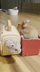 Hamsters documented in residential settings during evening hours