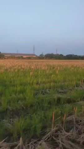 The video shows a field of rice paddies at dusk. The sky is a pale blue, and the sun is setting. The rice paddies are mostly green, but some of the stalks are golden brown, indicating that they have been harvested. There are also some puddles of water in the paddies. In the background, there are some buildings and power lines. There is a sign on a wooden post in the foreground. The sign is black and white and has writing on it. The video is shaky and appears to have been taken from a moving vehicle.