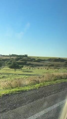 This video shows a view from a vehicle traveling on a paved road. The road is dark asphalt with a white stripe on the right side. To the left of the road is a grassy field with dry, light-colored grass in the foreground and green grass further back. Several trees are scattered throughout the field, and in the distance, a herd of animals, possibly cattle, can be seen grazing. Beyond the field, rolling hills covered in greenery and trees stretch to the horizon, meeting a clear blue sky. In the middle ground, a tall utility pole with wires stretching across is visible. The sun appears to be shining, casting a bright light on the landscape. The camera perspective suggests the video was recorded from inside a moving vehicle, likely a car or truck, as indicated by the edge of the vehicle's frame visible in the lower right corner.