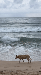 Beach Day: Swing, Dog, and Scattered Visitors Under Cloudy Skies