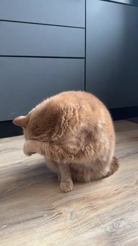 A tan, orange tabby cat sits on a light, wood grain floor in front of a dark gray cabinet. The cat is in a seated position, grooming itself with its paw on its head. It suddenly shakes its head vigorously, then drops its head back down to continue cleaning.
