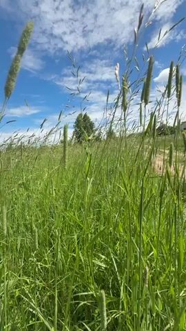 A low-angle shot of tall, green grass blowing in the wind against a bright blue sky with white clouds. The camera moves slightly as if being carried through the grass. A dirt path can be seen in the distance.