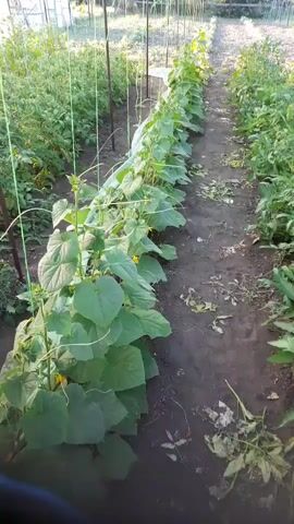The video pans across a garden with rows of plants. On the left are cucumber plants supported by stakes. On the right are tomato plants. The ground between the rows is dark soil with some dried leaves and debris. The plants appear to be in a greenhouse with transparent walls visible in the background. The lighting suggests it is daytime.