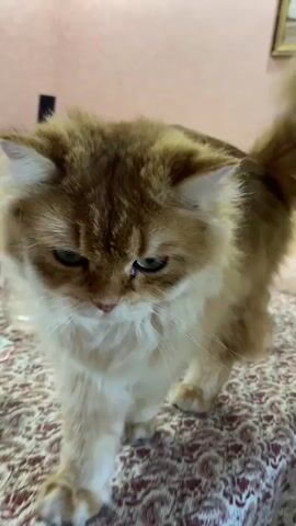 A fluffy ginger cat with green eyes sits on a patterned tablecloth. The cat looks down and then directly at the camera. The background is blurred, showing a wall and furniture.