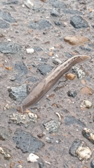Brown flatworm observed on wet pavement in Марковский, Russia