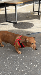 Street walk in Belgrade with parked cars and dachshund