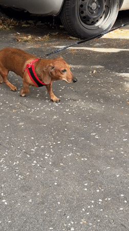 Street walk in Belgrade with parked cars and dachshund