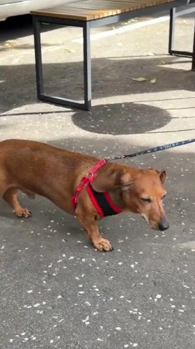 Street walk in Belgrade with parked cars and dachshund
