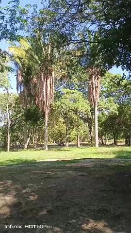 A child walks across a dirt path towards a patch of grass surrounded by trees on a sunny day. The child is wearing a light blue t-shirt and blue jeans. The trees are tall with some bare branches and others with green leaves. The ground is covered in dirt and shadows.