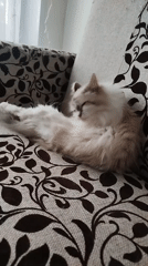 Fluffy cat grooming and resting on patterned sofa