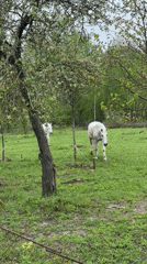 Early morning pastoral scenes documented in Sapronovo, Russia