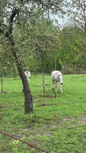 Early morning pastoral scenes documented in Sapronovo, Russia
