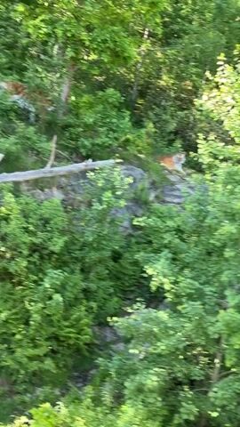 A tiger is visible in an enclosure with dense greenery. It is mostly hidden by the leaves and branches, but its orange and black stripes are clearly visible. The tiger appears to be observing its surroundings, possibly looking for prey or a place to rest. The enclosure itself seems to be designed to mimic a natural habitat, with trees, bushes, and rocks.