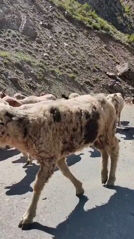 A flock of sheep walks along a paved road. The sheep are mostly light brown and white, with some darker sheep mixed in. The road is bordered by a steep, rocky mountainside. The sun is shining, casting shadows on the road. The sheep are moving in the same direction, and some of them are looking towards the camera. The video is shot from a low angle, giving a close-up view of the sheep. The footage appears to be recorded on a mobile device.