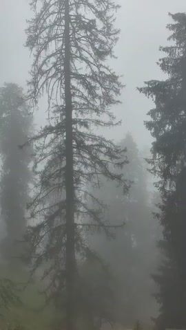 A video pans across a foggy forest. The trees are tall and dark, with dense branches that are partially obscured by the mist. The ground is covered with fallen leaves and pine needles. The fog is thick, and the visibility is limited.