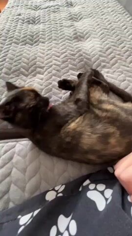 A tortoishell cat lies on its back on a gray, quilted bedspread. The cat's eyes are partially closed, and its mouth is open. The cat is licking its chest.