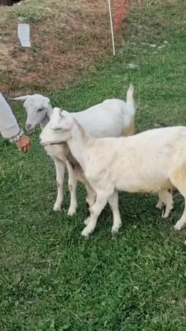A person's hand is visible extending from the left side of the frame, offering something to a white goat standing in the center. Behind this goat is another white goat. To the right of the central goat is a goat with patches of black and white fur. All the goats are standing on a patch of green grass. A white pole with a red string is visible in the upper right portion of the background.