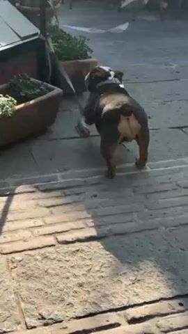 The video shows a Bulldog on a leash standing on a stone-paved patio next to a rectangular planter. The dog has brown and white fur and is facing away from the camera at first. The dog moves closer to the planter and turns to face the camera, licking its nose. In the background, there are tables and chairs of an outdoor cafe. People are seated at some of the tables. There are potted plants behind the planter.