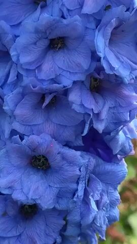 The video shows a close-up view of blue delphinium flowers in a garden. The camera pans from a tight shot of the individual blossoms to a wider view of several flower stalks among lush green foliage. In the background, other plants, trees, and a cloudy sky are visible.
