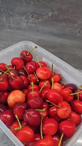 The video opens with a close-up of a container filled with whole, red cherries, their stems still attached. The cherries are vibrant and appear fresh. The camera then zooms out slightly, revealing more of the container and the abundance of cherries within. Next, the scene shifts to a close-up of sliced cherries and possibly plums, submerged in a clear liquid. These pieces are scattered and appear to be soaking. The camera then pans out to show a black plastic container filled with these sliced fruits and liquid. Finally, the video transitions to a top-down view of a frying pan containing the same sliced fruits and liquid, which appears to be simmering or cooking. The frying pan is dark with a speckled texture, and the liquid has taken on a reddish-brown hue. A black stovetop is visible in the background. The overall impression is of fruit being prepared, likely for cooking or preservation.