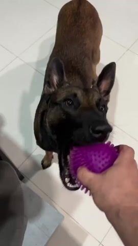 A brown and black dog is playing tug-of-war with a purple spiky ball. The dog's mouth is clamped around the ball, and its eyes are focused on the ball. A person's hand is holding the other side of the ball, pulling it away from the dog. The scene takes place indoors on a tiled floor.