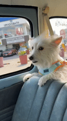 Small white dog rides passenger seat in Puebla, Mexico