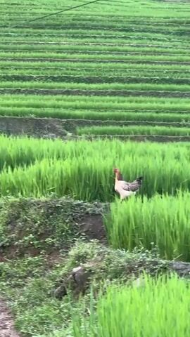 The video shows a chicken in a terraced rice field. The field has rows of bright green rice plants. The chicken has tan and white feathers with a red head. It walks along the edge of a terrace.