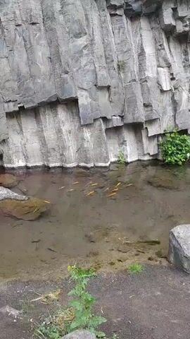 The video shows a small, shallow pond with several orange fish swimming in it. The pond is nestled at the base of a tall, gray rock wall with a columnar jointing pattern. A few green plants grow on the sides and edges of the pond. There is no evidence of any people or interactions in the video. The environment appears natural and undisturbed.