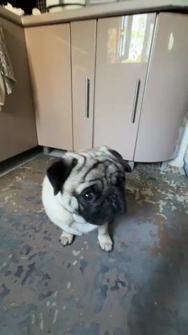 A pug dog is sitting on a patterned floor in front of a tan kitchen cabinet. A person's hand, with light pink fingernails and a ring on their right ring finger, is held up in front of the dog. The dog lifts its front paw and touches the person's hand. The person says "Let's play patty-cake" and "Come on, patty-cake. Good job." The dog's paw continues to move and eventually covers the camera lens.
