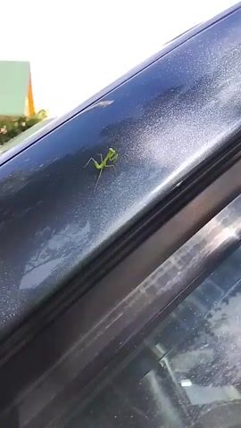 A small green praying mantis is perched on the dark, metallic surface of a car, likely a hood or roof. The car's surface has a subtle metallic fleck. The praying mantis is facing to the left, with its distinctive forelegs raised in a predatory stance. The background is blurred but appears to be outdoors, with hints of green foliage and a bright sky suggesting a sunny day. The camera angle is slightly above and to the side of the mantis, focusing on the insect and the car's surface. The video captures the mantis in various slight movements, emphasizing its presence on the car.