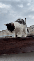 Kittens spotted exploring rooftop in Tashkent